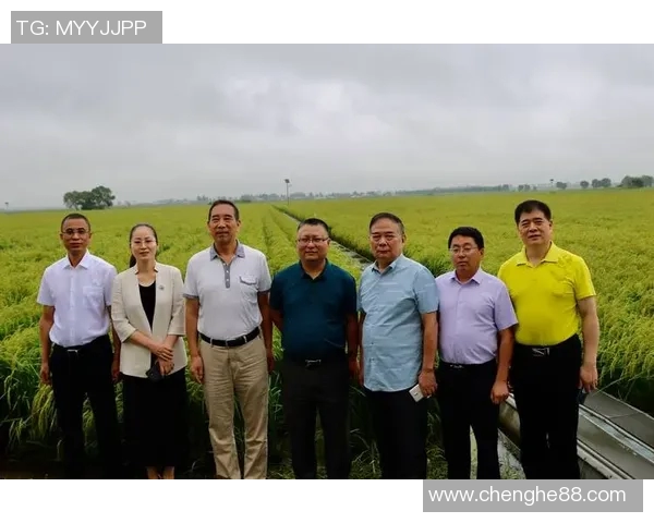 大米种植技术创新与可持续发展路径探索分析 大米种植技术创新与可持续发展路径探索分析